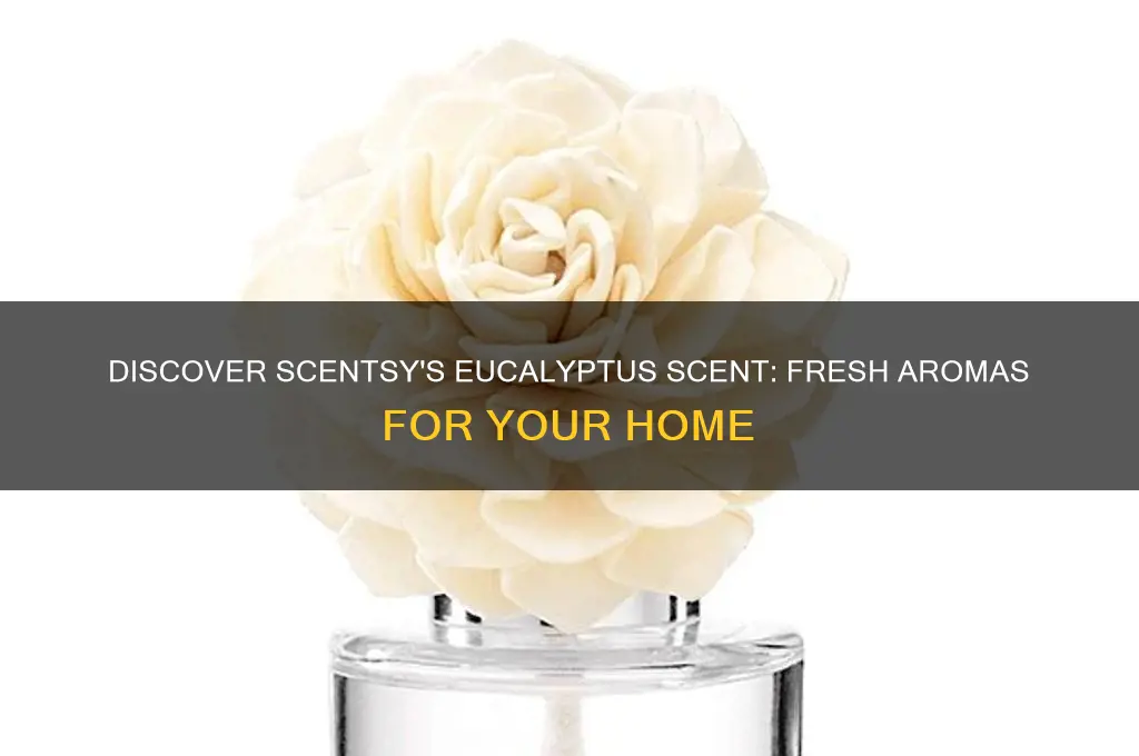 does scentsy have a eucalyptus scent