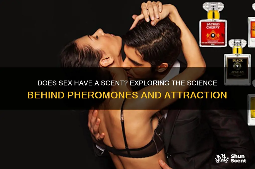 does sex have a scent