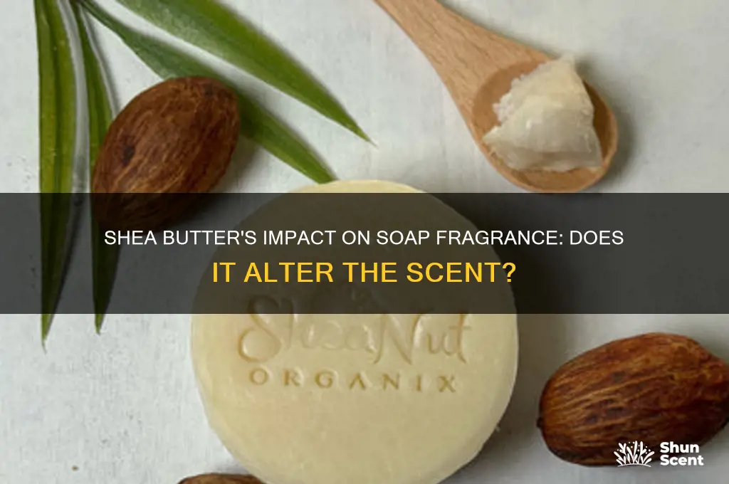 does shea butter affect soap scent