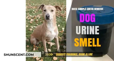 Eliminating Dog Urine Odor: The Simple Green Solution