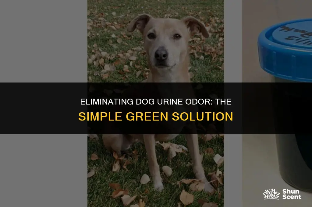 does simple green remove dog urine smell