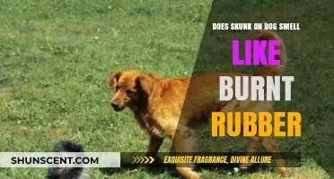 The Surprising Truth About Skunk Spray on Dogs: Does It Really Smell Like Burnt Rubber?