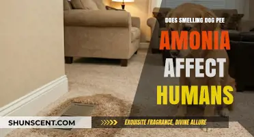 The Impact of Ammonia in Dog Urine on Human Health