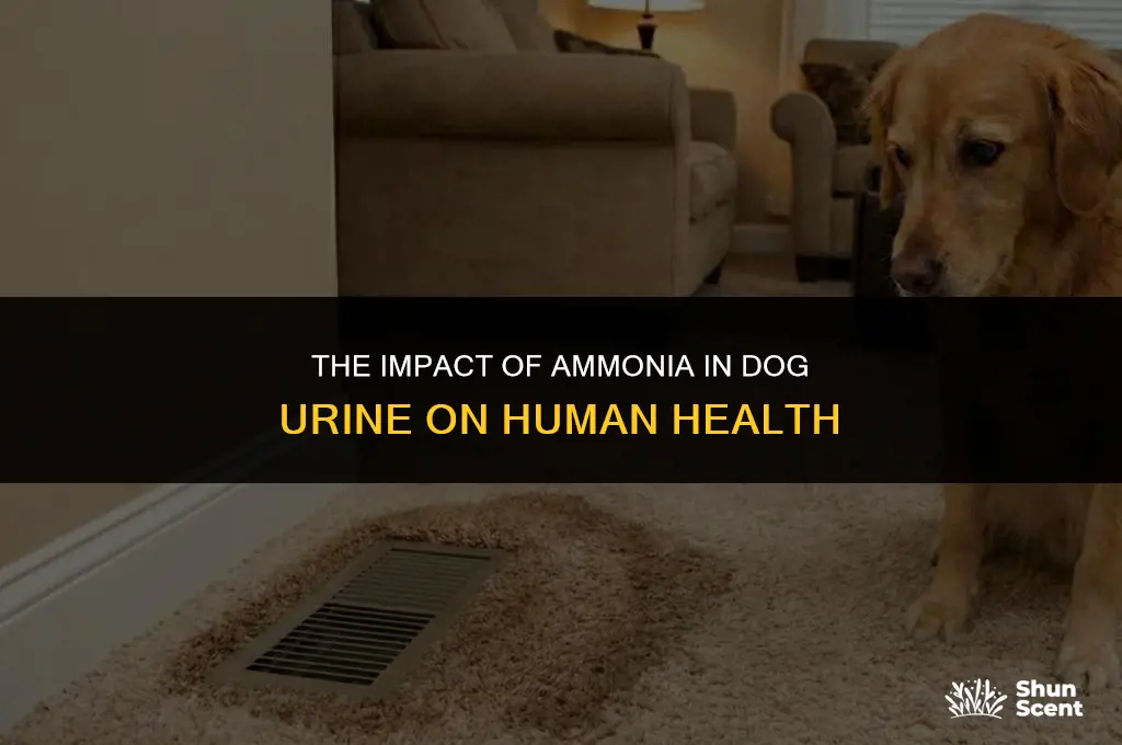 does smelling dog pee amonia affect humans