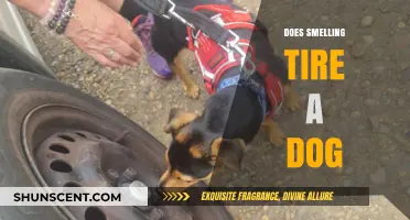Does Smelling Tire a Dog? Understanding Canine Olfactory Fatigue