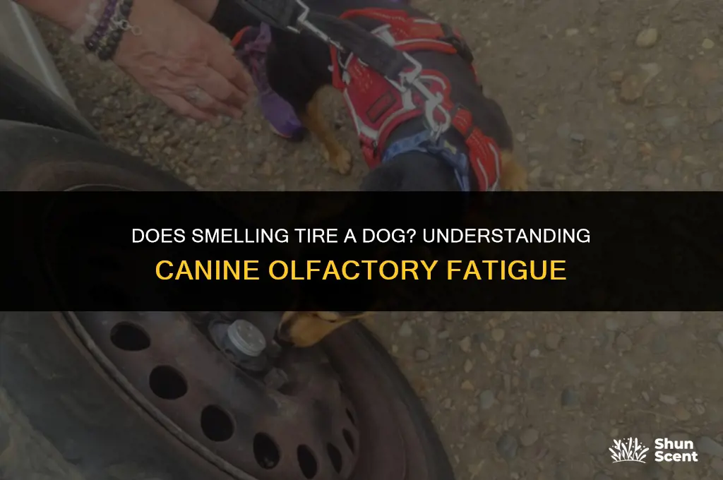 does smelling tire a dog