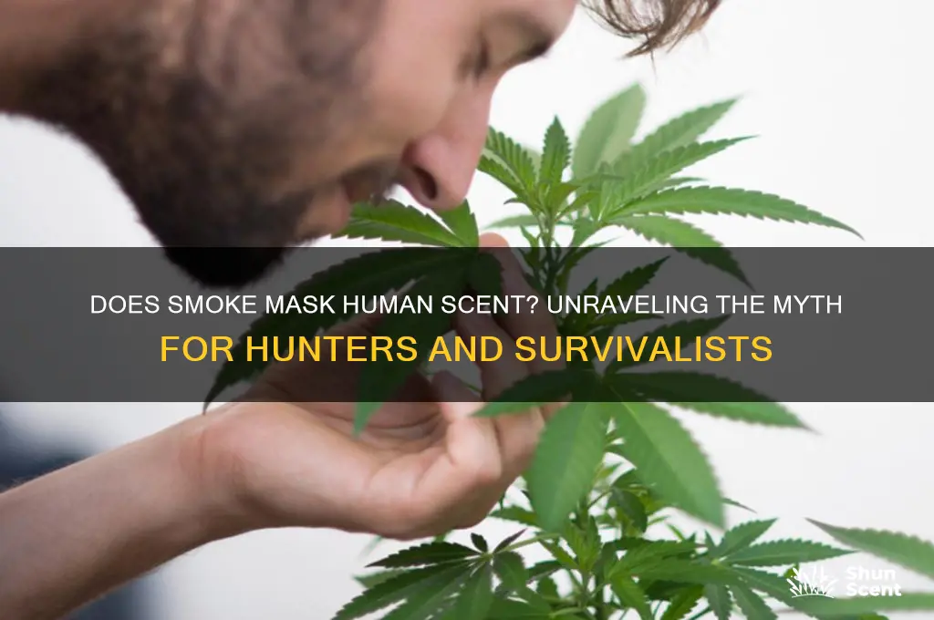 does smoke cover human scent