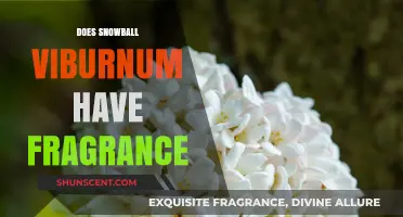 Snowball Viburnum: Fragrant or Not? Unveiling the Mystery