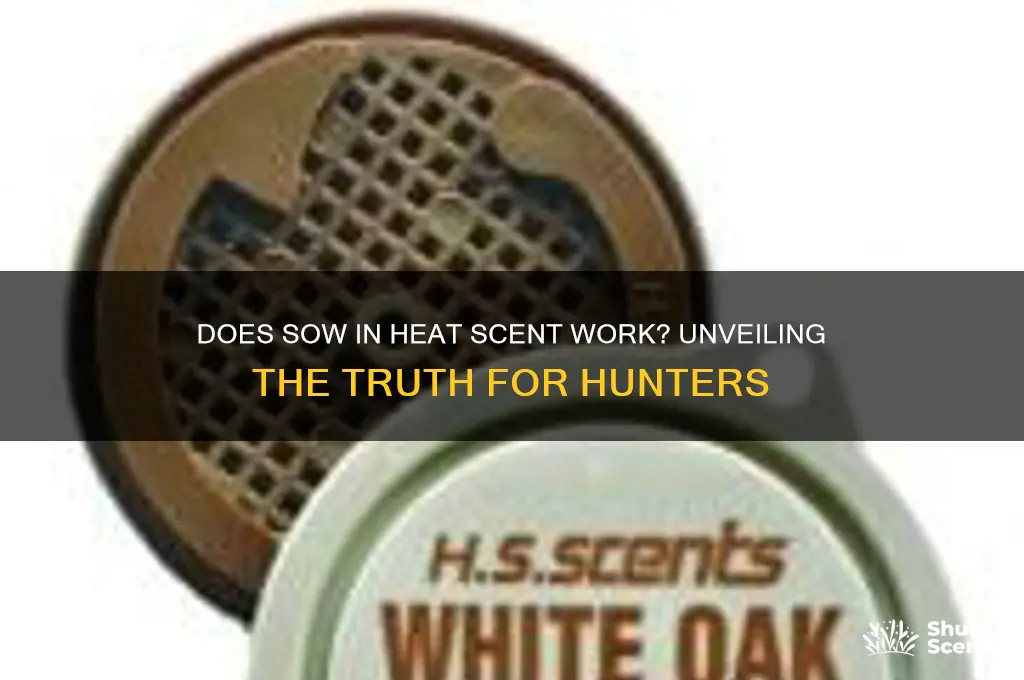 does sow in heat scent work
