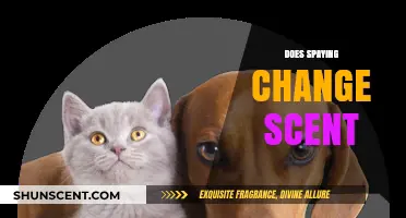 Does Spaying Alter a Pet's Scent? Exploring the Facts and Myths