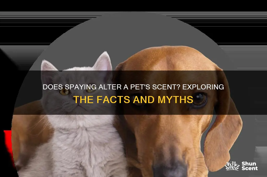 does spaying change scent