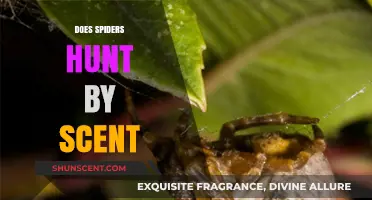 Do Spiders Hunt by Scent? Unveiling Arachnid Olfactory Secrets