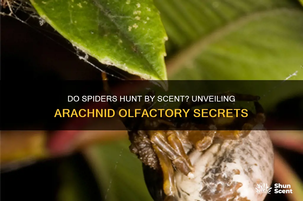 does spiders hunt by scent
