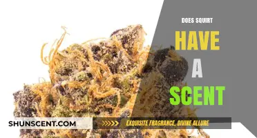 Does Squirt Have a Scent? Unveiling the Truth Behind the Smell