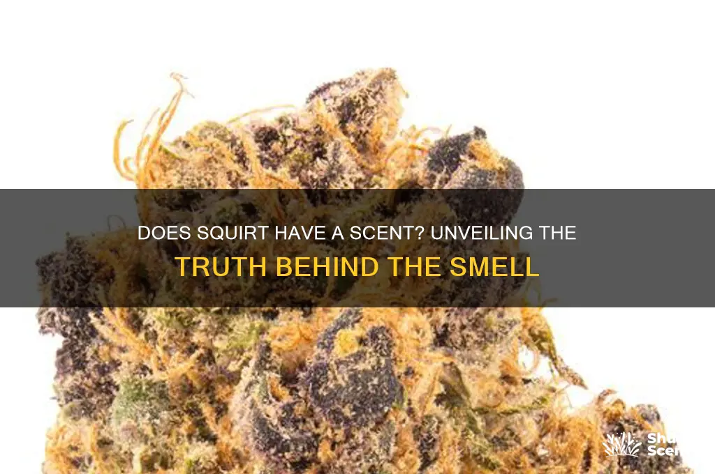 does squirt have a scent