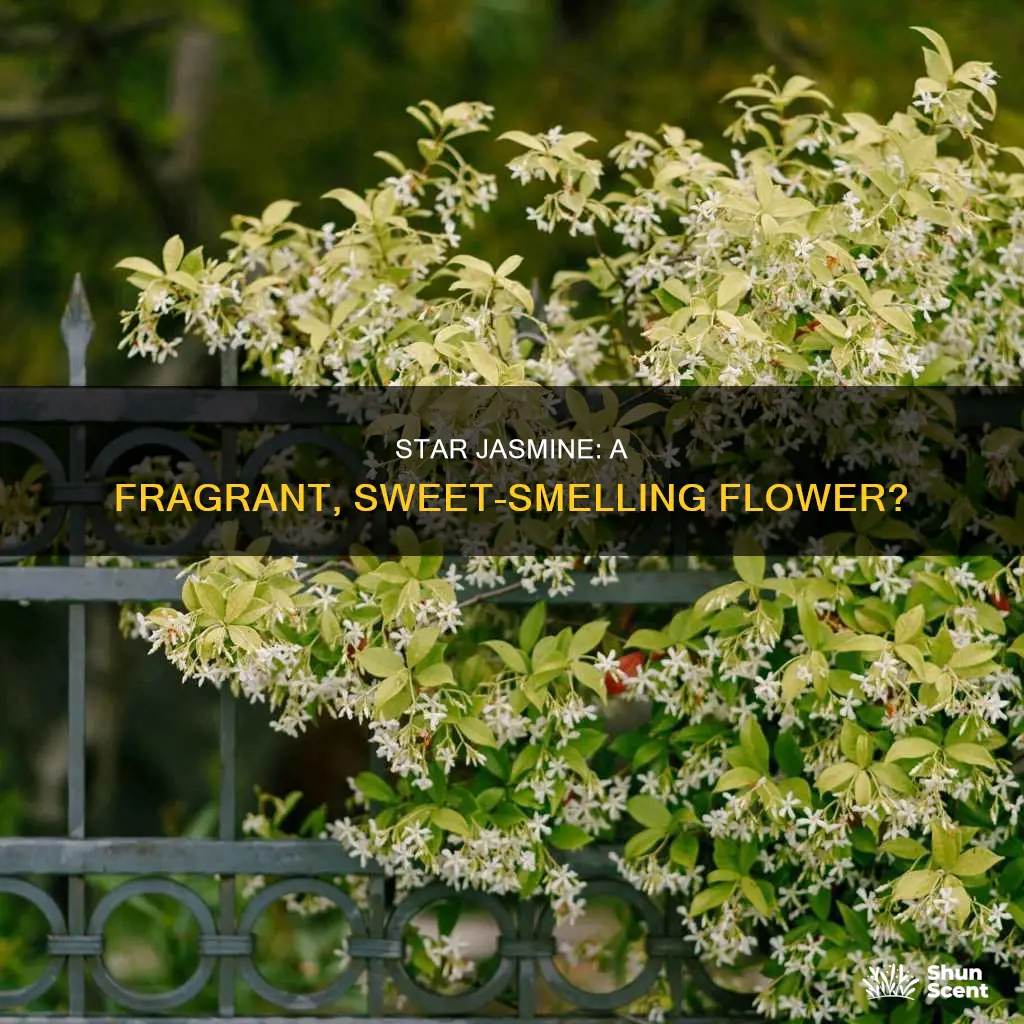 does star jasmine have a fragrance