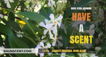 Does Star Jasmine Smell? Unveiling the Scent of This Popular Vine