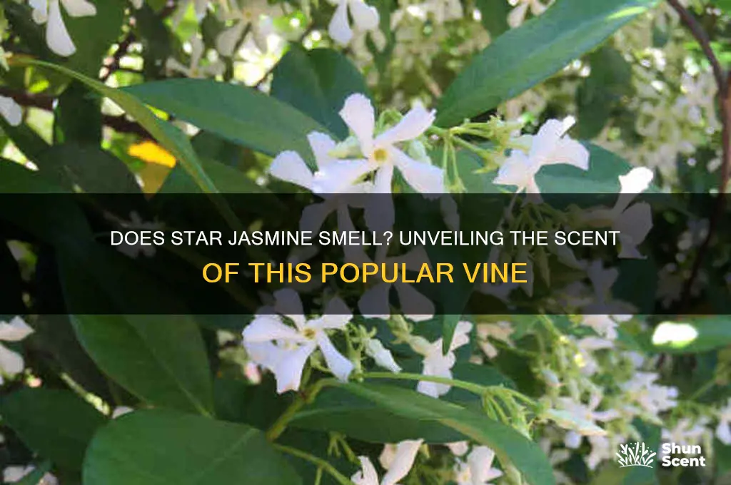 does star jasmine have a scent