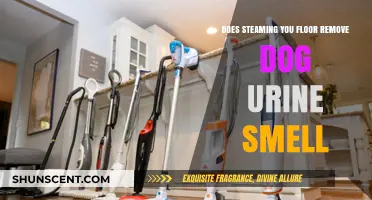 Effective Floor Steaming: Eliminating Dog Urine Odor for Good