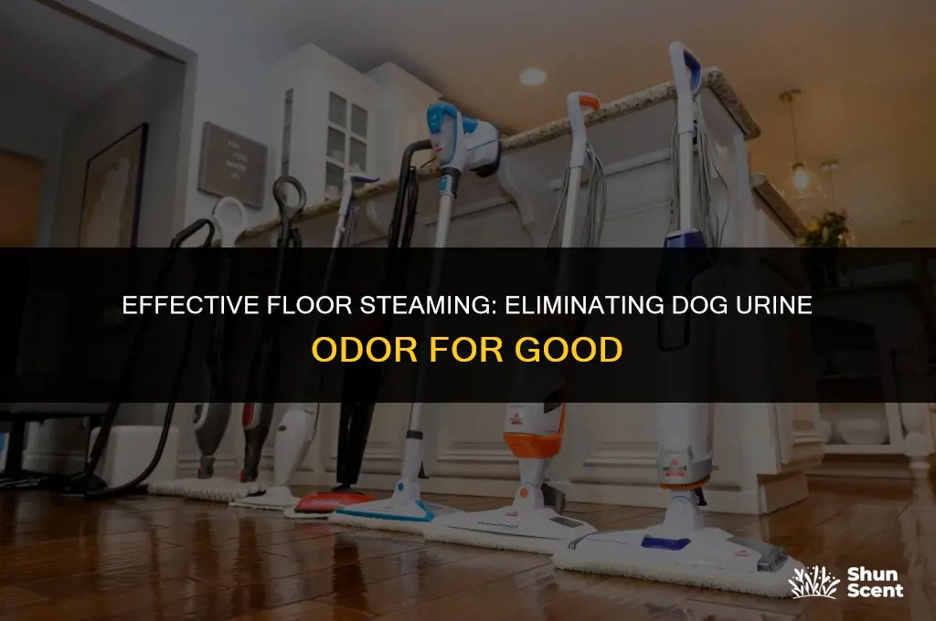 does steaming you floor remove dog urine smell