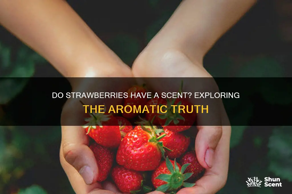 does strawberries have a scent