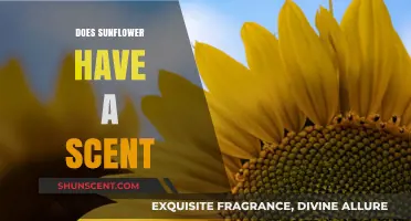 Do Sunflowers Smell? Unveiling the Truth About Their Scent