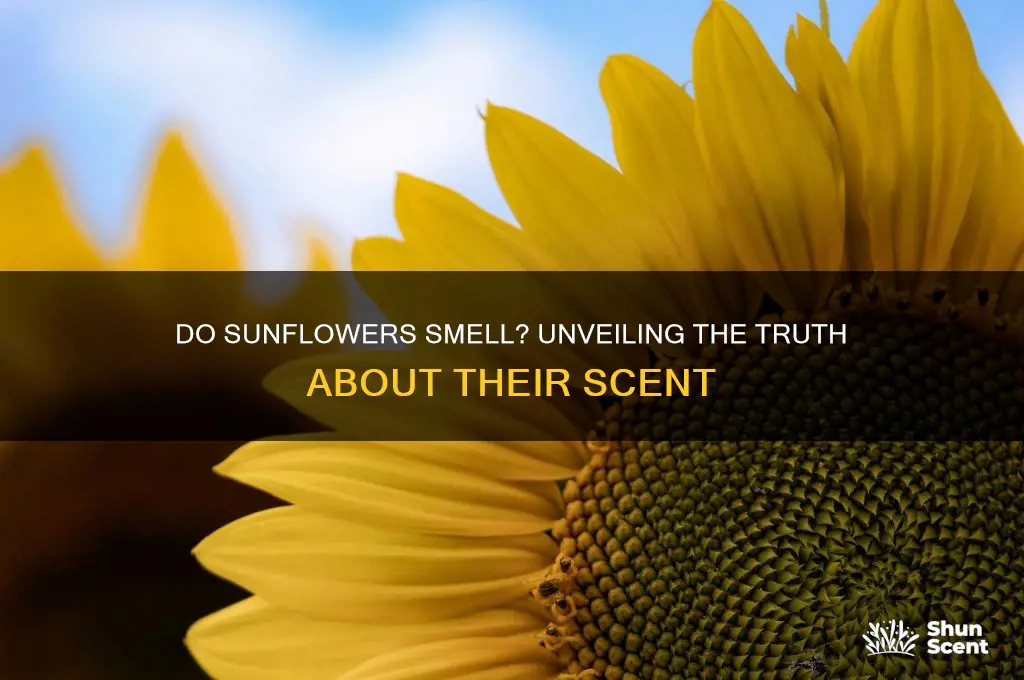 does sunflower have a scent