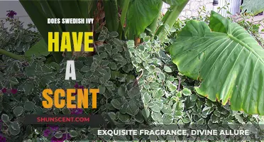 Exploring Swedish Ivy: Does This Popular Plant Emit a Scent?