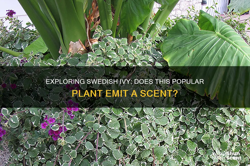 does swedish ivy have a scent