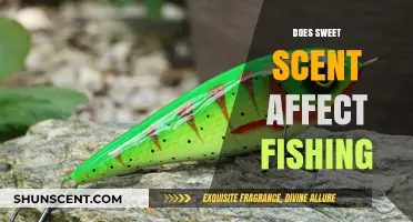 Sweet Scents and Fishing Success: Uncovering the Olfactory Impact on Catch Rates