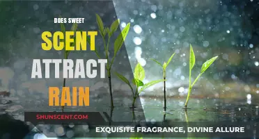 Sweet Scents and Rain: Unraveling the Myth of Nature's Connection