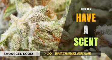 Does THC Have a Scent? Uncovering the Aromatic Truth About Cannabis
