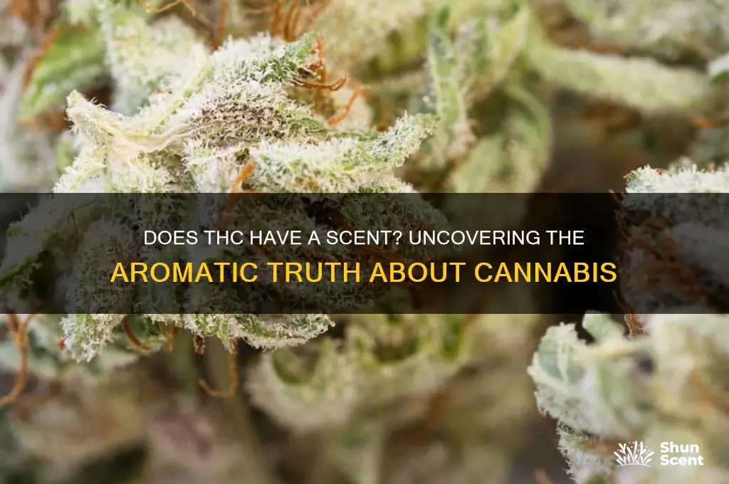 does thc have a scent