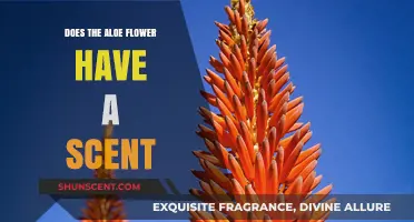 Does the Aloe Flower Have a Scent? Unveiling the Truth