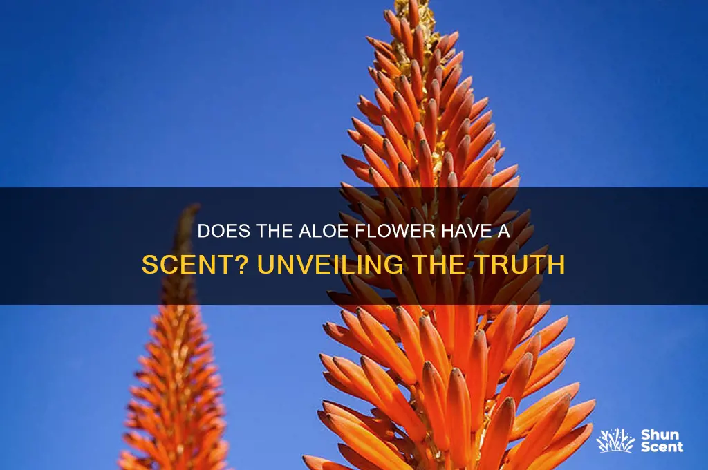 does the aloe flower have a scent