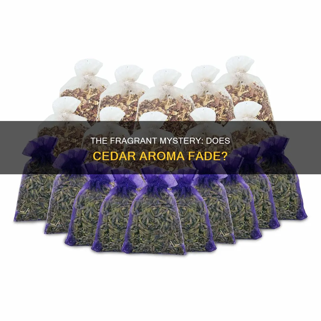 does the aroma of aromatic cedar dissapate