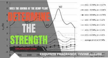 Hemp Aroma: Does Fragrance Determine Strength?