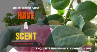 Does the Camellia Flower Have a Scent? Unveiling Its Aromatic Mystery