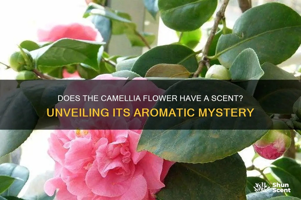 does the camellia flower have a scent