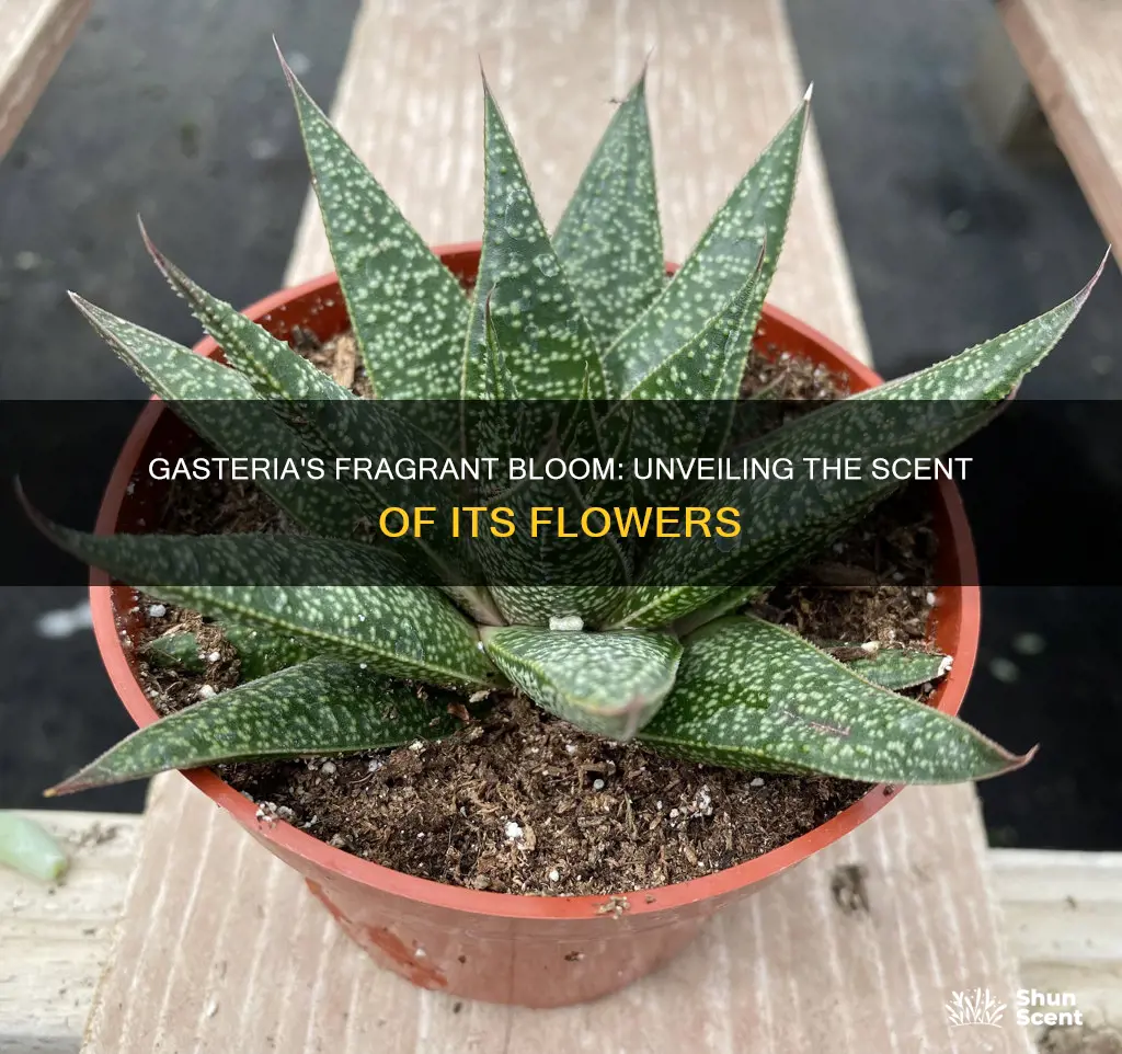 does the gasteria flow flower have a fragrance