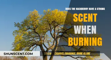 Hackberry's Burning Aroma: Strong Scent or Subtle Fragrance?