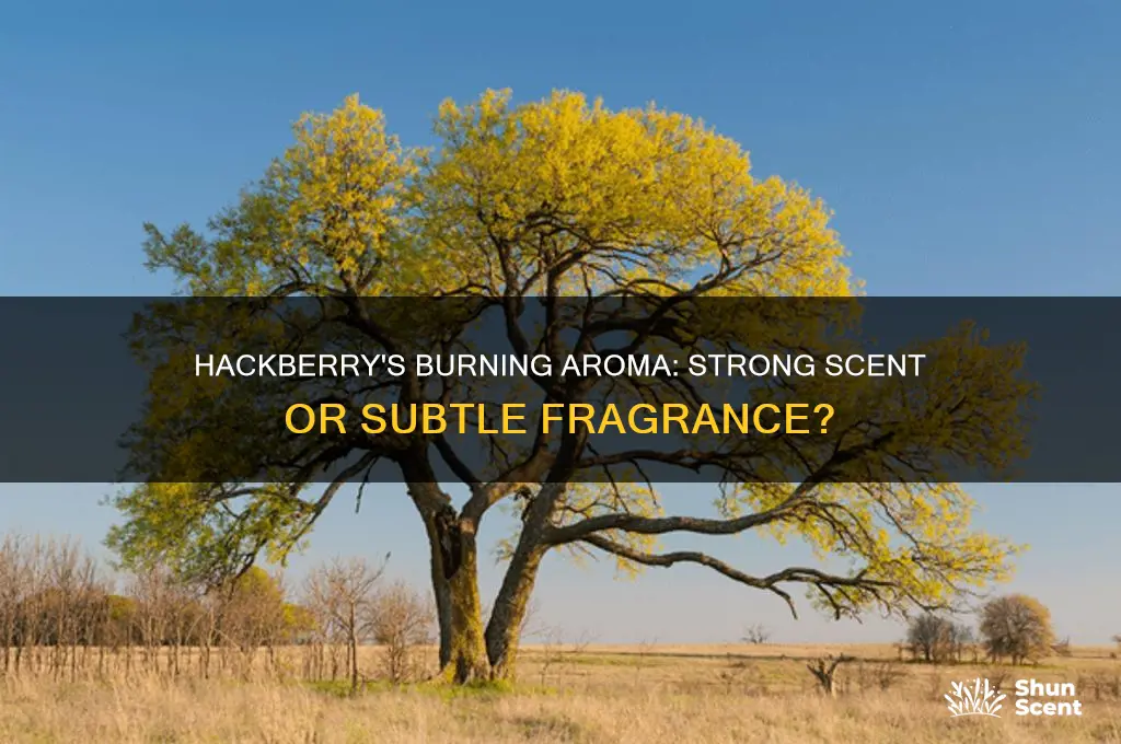 does the hackberry have a strong scent when burning
