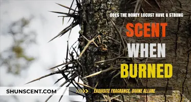 Honey Locust's Aroma: Unveiling the Scent When Burned