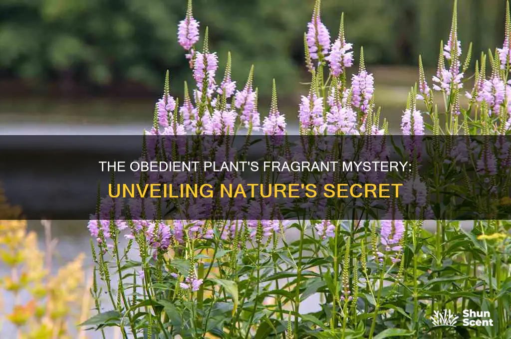 does the obedient plant have a fragrance