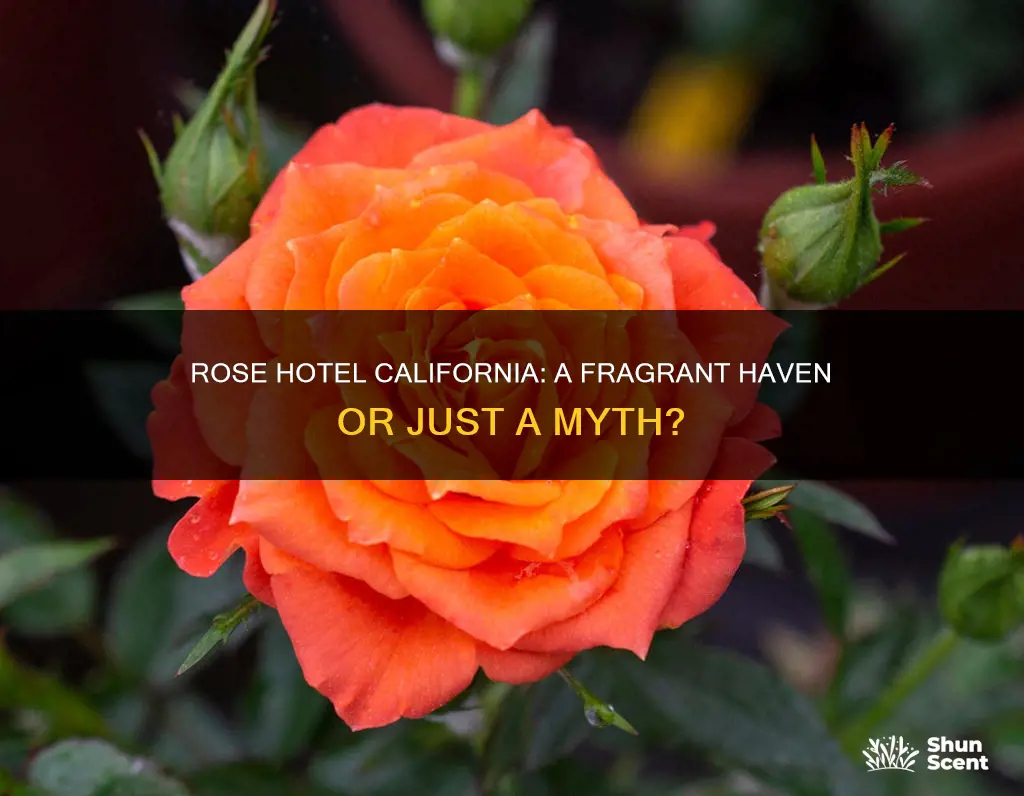 does the rose hotel california have fragrance