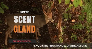 Does the Scent Gland Influence Animal Behavior and Communication?