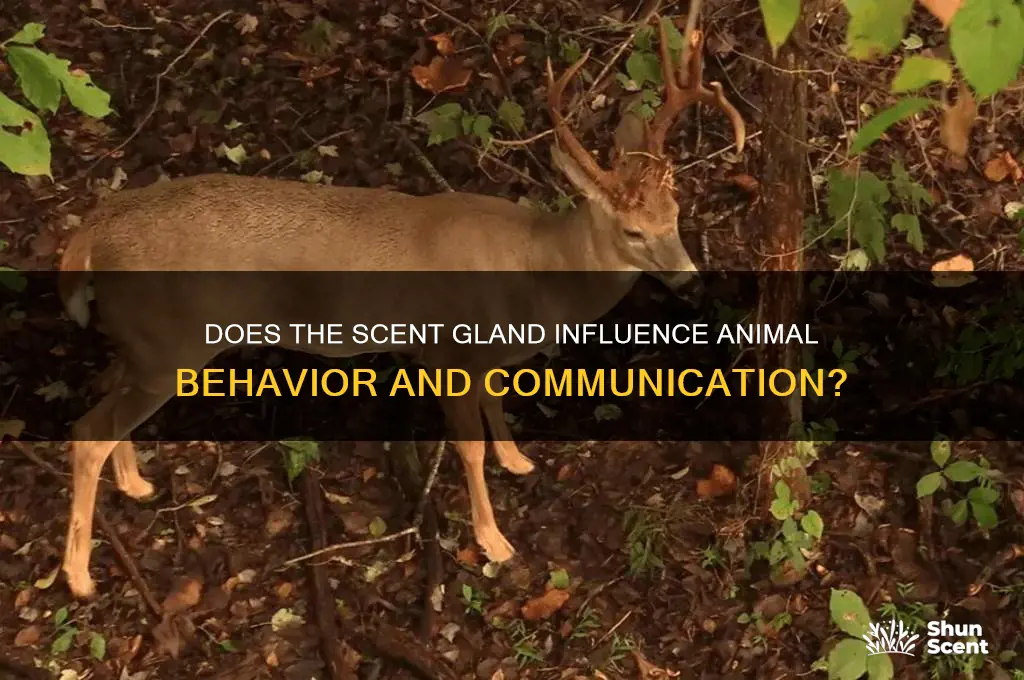 does the scent gland