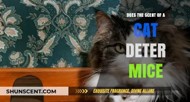 Can the Smell of Cats Really Keep Mice at Bay?