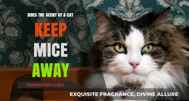 Can a Cat's Scent Really Deter Mice? Uncovering the Truth