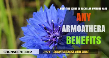 Bachelor Buttons Scent: Aromatherapy Benefits and Relaxation Potential Explored